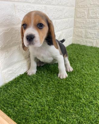 Beagle