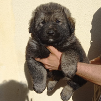 Cuccioli pastore caucaso x pastore tedesco