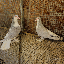 Coppia adulta COLOMBO LAHORE