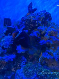 Coppia Amphiprion melanopus