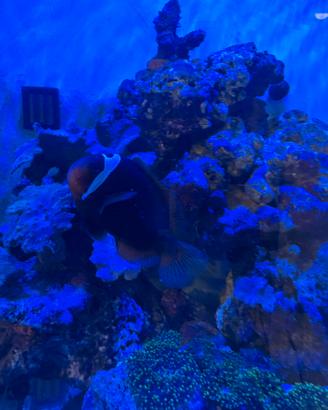 Coppia Amphiprion melanopus
