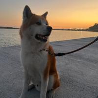 Akita maschio per accoppiata