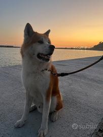 Akita maschio per accoppiata