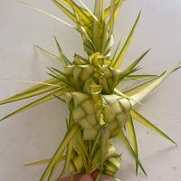 Palme
