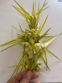 Palme