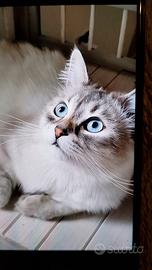 Cuccioli di Siberiano Neva Masquerade