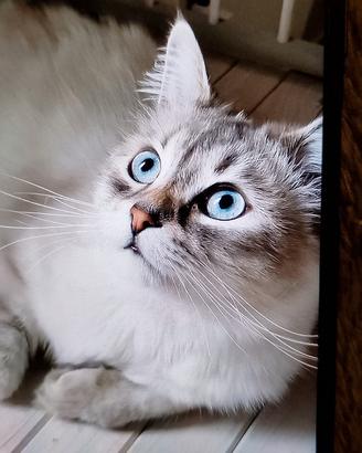 Cuccioli di Siberiano Neva Masquerade