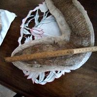 Fossile di pesce estinto