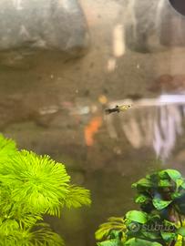 Pesci guppy