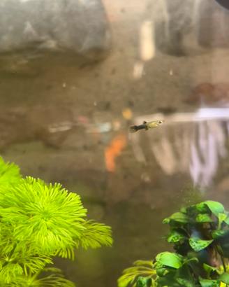 Pesci guppy