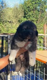 Cuccioli di pastore del caucaso