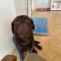 Femmina labrador marrone
