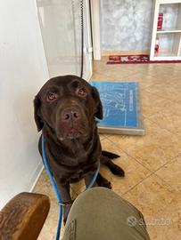 Femmina labrador marrone