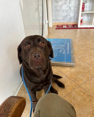 Femmina labrador marrone