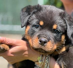 Rottweiler puppy