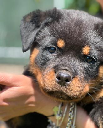 Rottweiler puppy