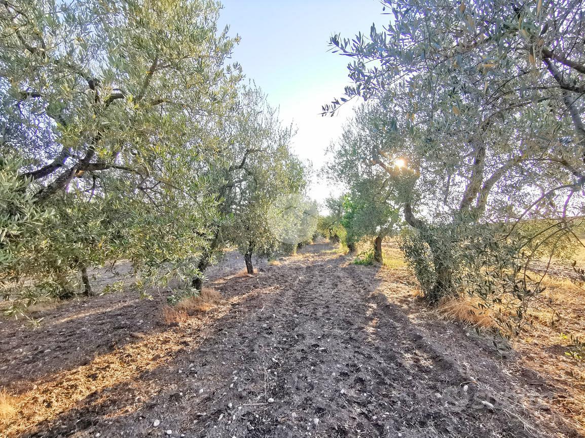 TER. AGRICOLO A LUCERA - Vista 4