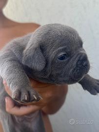 Bulldog francese