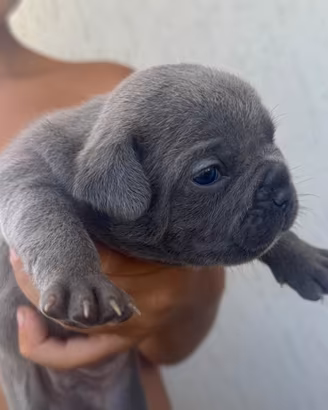 Bulldog francese