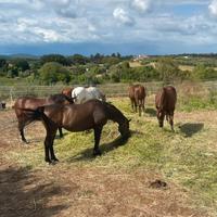 Cavallo prato e paddock