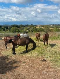 Cavallo prato e paddock
