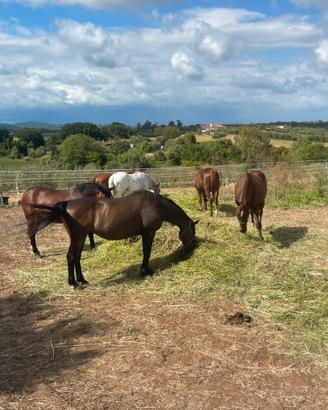 Cavallo prato e paddock