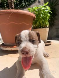 Amstaff