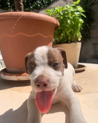 Amstaff