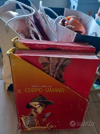 Modellino Corpo Umano