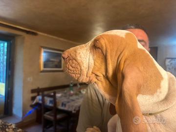 Bracco Italiano