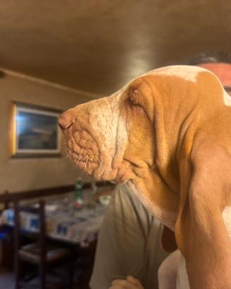 Bracco Italiano