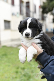 Cuccioli pastore australiano