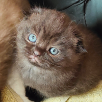 Gattini Scottish Fold con Pedigree