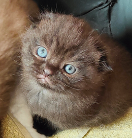 Gattini Scottish Fold con Pedigree