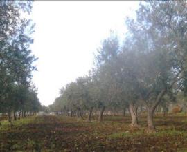 Terreno agricolo - Uliveto - seminativo - Vigneto