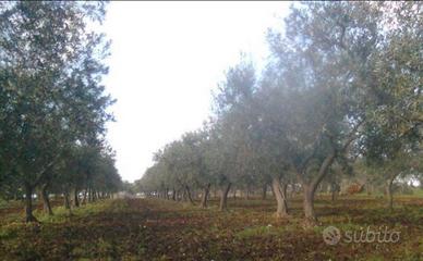 Terreno agricolo - Uliveto - seminativo - Vigneto