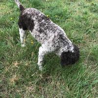 Lagotto Maschio