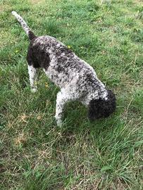 Lagotto Maschio