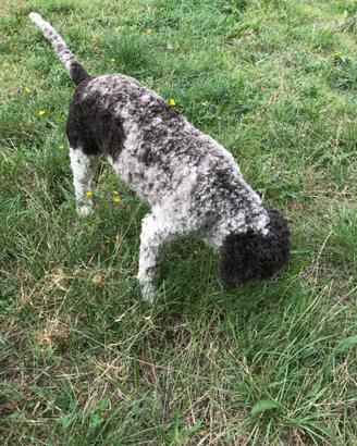 Lagotto Maschio
