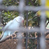 Pappagalli allevati a mano