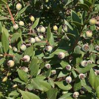 🌿 Mirto Bianco (Myrtus communis var. Leucocarpa)
