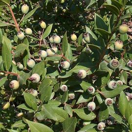 🌿 Mirto Bianco (Myrtus communis var. Leucocarpa)