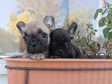 Bulldog francese