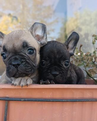 Bulldog francese