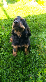 Cucciola cocker spaniel con pedigree