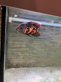 Astronotus circa 10/15 cm