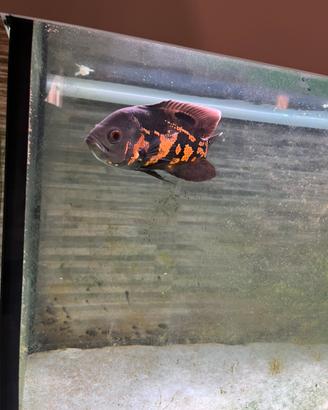 Astronotus circa 10/15 cm