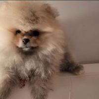 Spitz di pomerania mini toy maschio