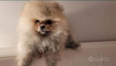 Spitz di pomerania mini toy maschio