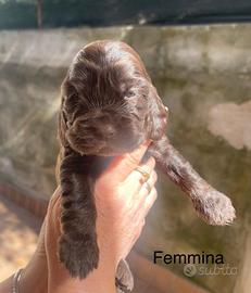 Cocker spaniel onglese
